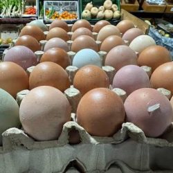 WhatsApp Image 2025-11-17 at 15.19.02 (2)